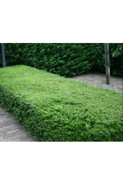 Жимолость шапкова в ландшафті